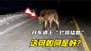 男子半夜开车回家，被一头猛兽挡住去路，机智应对堪称教科书级