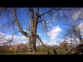 falling tree branch breaks ladder