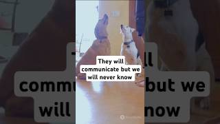 Is Your Pet Secretly Talking? Uncover the Hidden Language of Dogs \u0026 Cats! #pets #facts