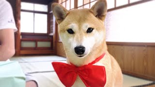 柴犬もも５歳になりました Momo turned 5