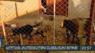 ძაღლების არაოფიციალური თავშესაფარი წნორში