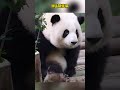 白白胖胖的花花啃脚都啃得这么可爱 #panda #pandafushun #funny #adorablepanda #cute #cutepanda #pandalife #pandachina