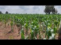 calaris xtra herbicide corn_crop syngenta