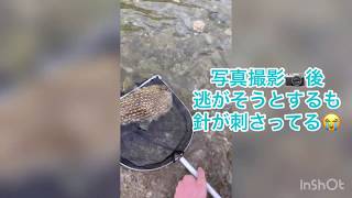 【巨大フグ】沖縄の川で出会ったネズミフグ！