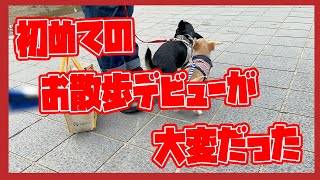 【チワワ】初めてのお散歩デビューがとっても大変だった【子犬】