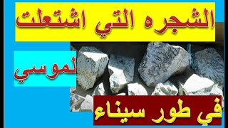 سوف نشاهد الشجره التي احترقت في القران في قصه موسي في #القران