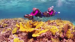 Diving Reefs \u0026 Walls in Nassau with Stuart Cove’s Dive Bahamas