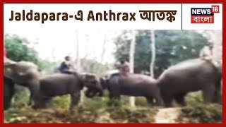 Jaldapara-এ Anthrax আতঙ্ক, অসুস্থ আরও এক গন্ডার