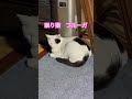 ネコと子ネコとおじさん　 shorts cat cats ねこ 猫 ねこのいる生活 保護猫 眠り猫ブルーガ　 ブルーガ