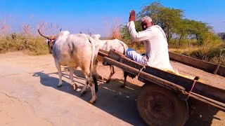 हरियाणा ग्राम यात्रा | @यात्री अड्डा के साथ हरियाणा में ग्रामीण जीवन