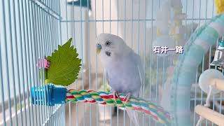 敬語を覚えた【超おしゃべりインコ】のご近所さんの話し