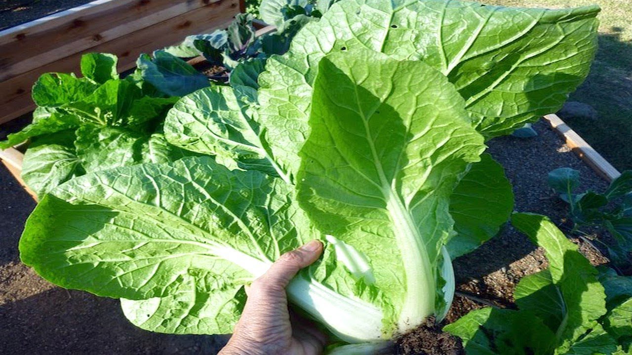 Easy Tips To Grow Your Own Chinese Or Napa Cabbage - Gardening Tips ...