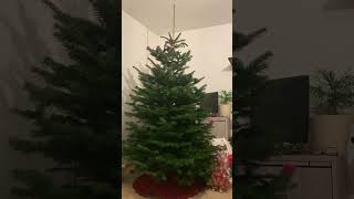 #Update l der Tannenbaum 🌲 steht 🥰