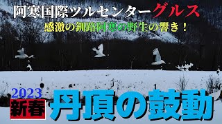 【釧路最新】 新春の丹頂！感動の鼓動、国際ツルセンター”グルス” 躍動する丹頂！ 2023年1月2日