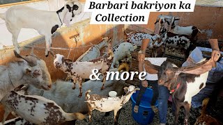 Barbari bakriyon ka collection aur pure hyderabadi breeder bakra available | doodh wali bakriya Hyd