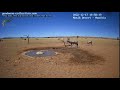 ostrich protecting hatchlings from gemsbok