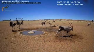 Ostrich protecting hatchlings from gemsbok