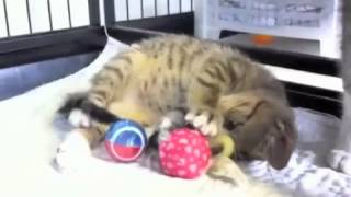 Kitten Season Continues at the SPCA of Westchester