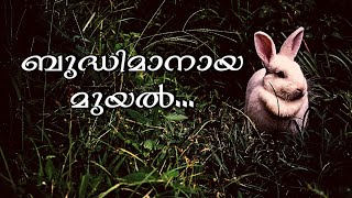 ബുദ്ധിമാനായ മുയൽ|Malayalam Stories For Kids