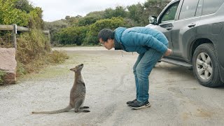 Bicheno Diving Friendly Beaches Camping Wineglass Bay Hiking East Coast Tasmania| 塔斯马尼亚 潜水 露营 酒杯湾徒步