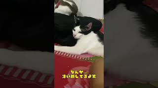 なんか…凄い顔してるよ #ネコ #保護猫 #ねこ #shorts #カンボジア #動物 笑