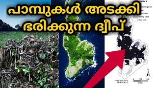 പാമ്പുകൾ വാഴുന്ന ദ്വീപ് | Queimada grande | snake iceland | Queimada iceland