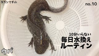 ウーパールーパーの飼育で毎日の水換えは餌やり同様で日課です。