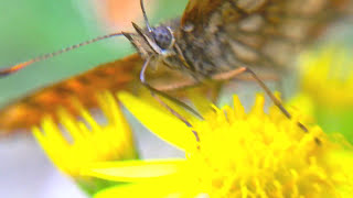 Butterfly Micro Footage - Free Stock Video