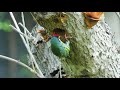 นกตีทอง เจาะต้นไม้ coppersmith barbet นกตีทอง coppersmithbarbet