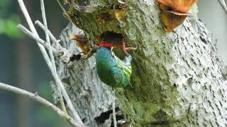 นกตีทอง เจาะต้นไม้  Coppersmith barbet  #นกตีทอง #Coppersmithbarbet