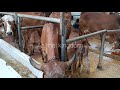 pure gir cows at cattle breeding farm junagadh