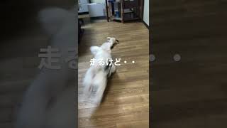 遊び方に変化 !? シニア犬だから？ #ペキニーズ  #pekingese