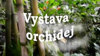 Výstava orchidejí