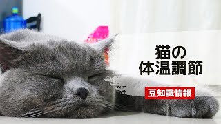 【猫豆知識】猫の体温調節について