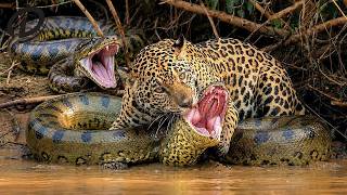 Python vs Leopard: The Leopard Nearly Gets Swallowed by a Giant Python in the Swamp | Animal Fight