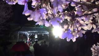 光の回廊～姫路城夜桜～