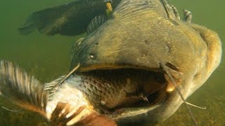 Catfish VS Carp in Tank really Fast and Furious by Catfish World