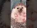 🍎🦔 むっちりハリネズミ。 hedgehog ハリネズミ shorts