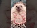 🍎🦔 むっちりハリネズミ。 hedgehog ハリネズミ shorts