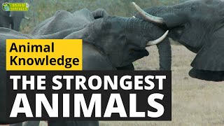 The Strongest Animals in the World 💪 - Animals for Kids - Educational Video