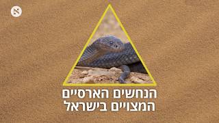 9 הנחשים הארסיים בישראל