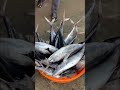 Neendakara⚓️Harbour🛶 #neendakara #neendakaraharbour #fishing #fishingvideo #kadal #fishhunting