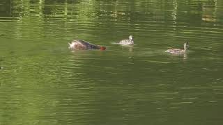 カイツブリの親が激怒