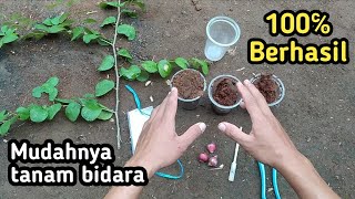 How to cuttings of Indian Bidara / Putsa Apple trees easily and successfully