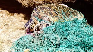 The Horrifying Truth: Ghost Nets