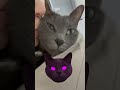 고양이는 당신의 뽀뽀를 얼마나 참아줄까 고양이 cat catvideos catlover 뽀뽀