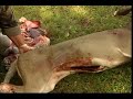 how to process a deer part 1 field dressing