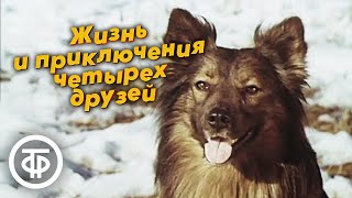 Жизнь и приключения четырех друзей. Добрый весёлый фильм о приключениях трёх собак и кота (1980-81)