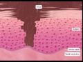 Ciclo do HPV Ciclo do HPV