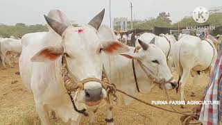 Pebbair Saturday Bulls market | Biggest Bulls market in Telangana | Oxen prices ‎@purnafarms 